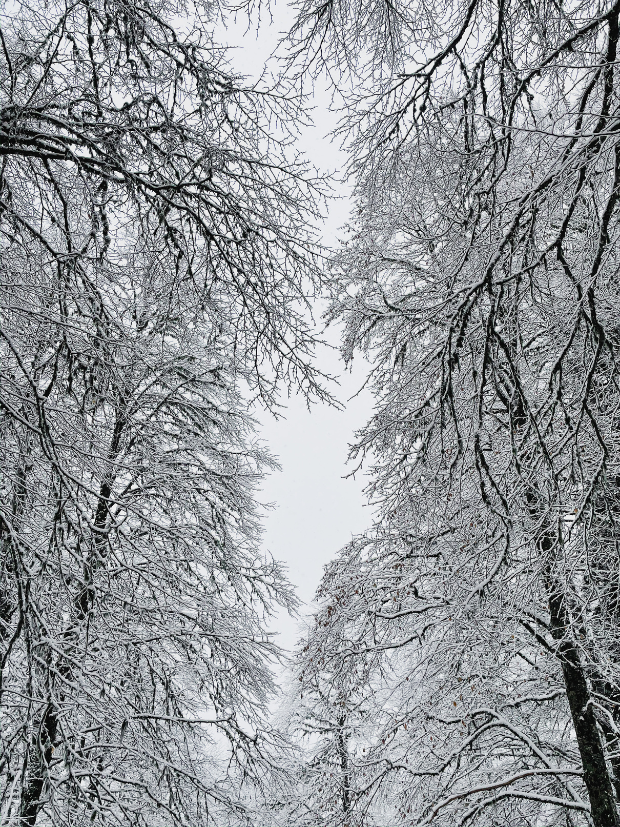 Leafless Trees Covered in Snow 